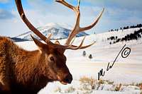 Elk super-close 1