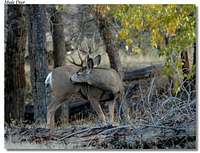 Mule Deer