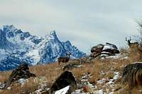 Mule Deer with Trapper Peak