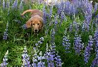 Lupines and pup