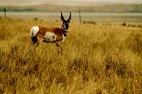 Pronghorn