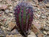 Young cactus pushing through rocky soil