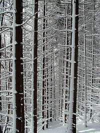 Dense forest on the way up to Kalisce