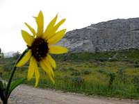 Sunflower at the Quarry