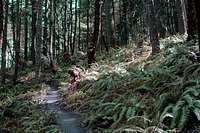 Douglas Fir forest