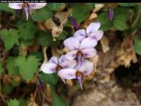 Viola pachyrrhiza, Zagros mountains Iran