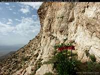 Fritillaria imperialis, Zagros mountains Iran