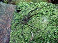 Victoria Peak - Spider