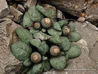 Aegopordon berardioides, Iran
