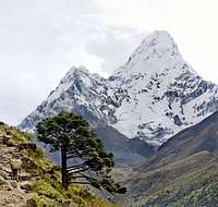 Sherpa, Tree and Ama Dablam