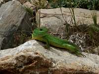 Lizard, Mount Ossa Greece