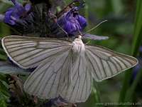 Mount Pieria butterfly, Greece