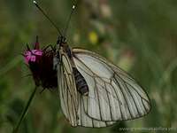 Mount Pieria butterfly, Greece