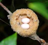 Annas Hummingbird nest with two eggs