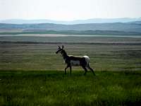 Rocky Mountain Antelope