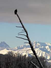 Chilkat Bald Eagle Preserve