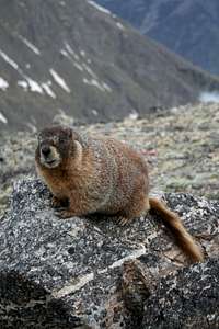 Nice Marmot
