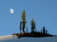 Moonrise over larches