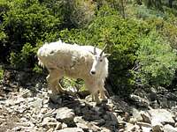 Mountain Goat