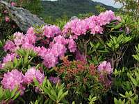 Catawba Rhododendron along...