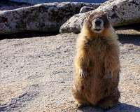 Marmot on the summit of Half Dome