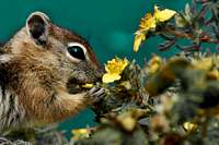 Chipmunk