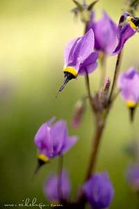 shooting star july 2009