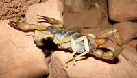 Scorpion in Grand Canyon