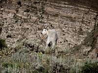 Ben Lomond Mountain Goats