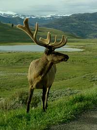 Elk in Yellowstone_05