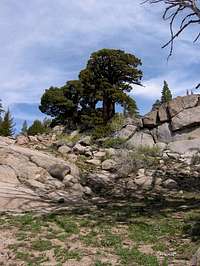 Flora on the PCT at Carson...