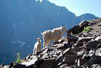 Goats on N. Maroon