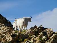 Mountain Goats on Willard Peak