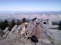 Mac (the summit dog)