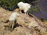Mountain Goats on Wildcat Ridge