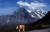 Eiger and  Swiss Local