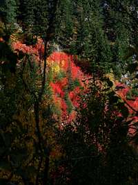 Fall color, North Cascades, WA