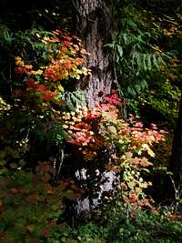 Fall color embracing fir