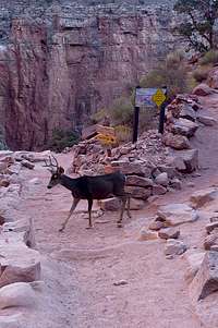 Mule deer on the trail