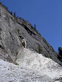 Inquisitive Mountain Goat...