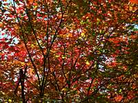 Fall, North Cascades, WA
