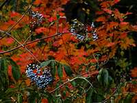Huckleberries, fall color
