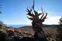 Bristlecone pine in white mountains with sierras in background