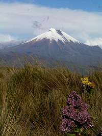 Cotopaxi from the west. Std...