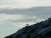 The lonesome chamois is...