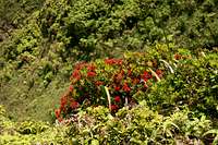 Ohia Tree in Bloom