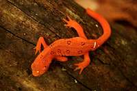 Eastern Newt in The Watauga Reserve