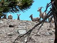 Big Horn Sheep on Mt. Baldy