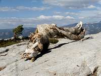 Jeffrey pine remains on Sentinel Dome