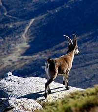 Young male Gredos Ibex